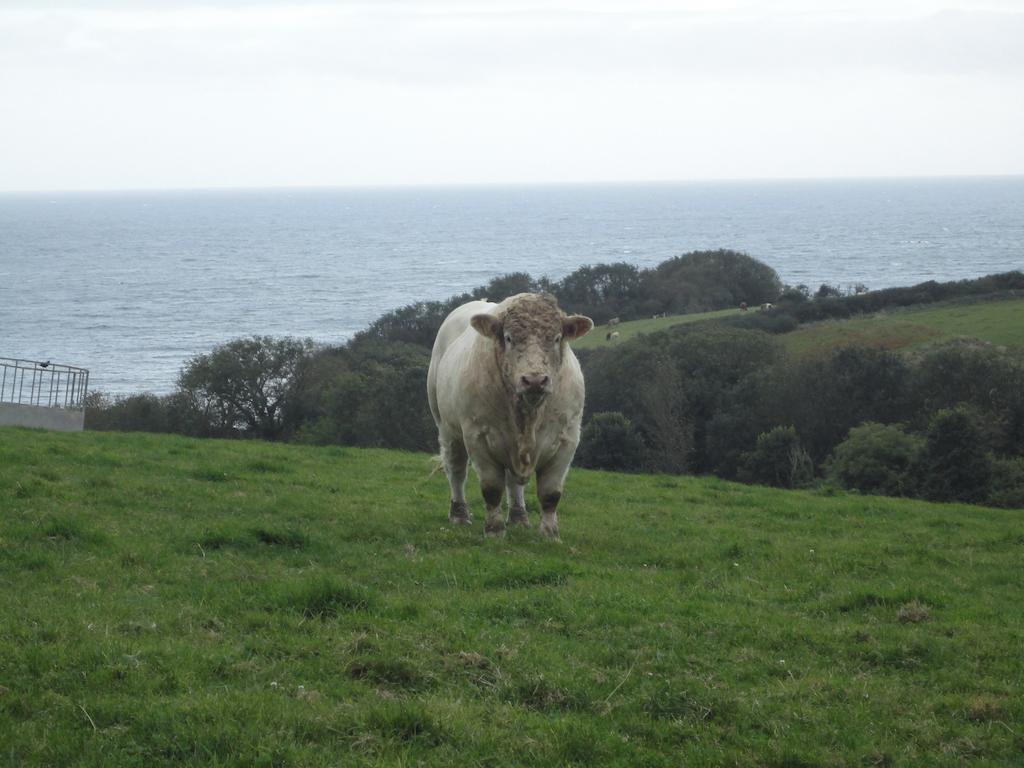 Bay View Cottage St Austell Buitenkant foto